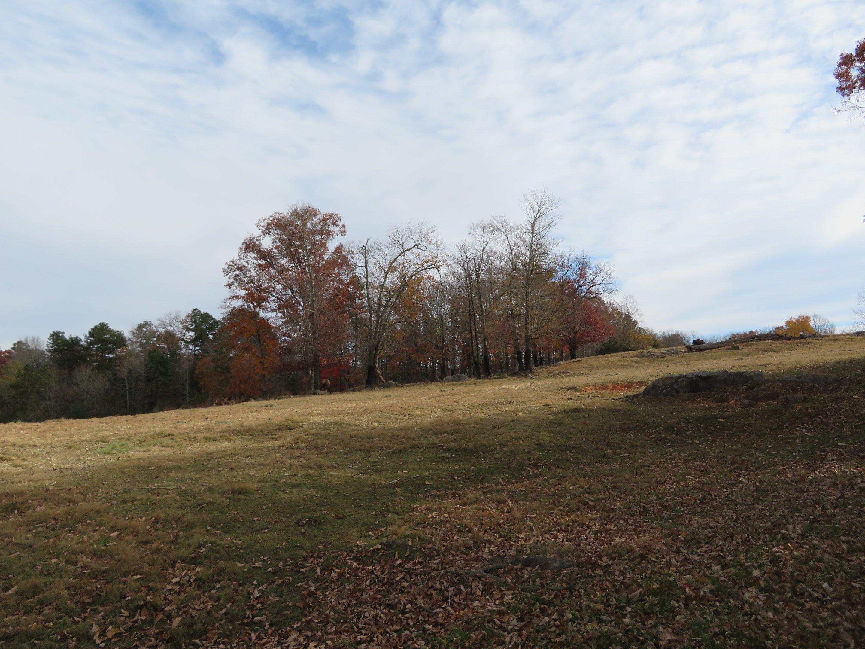 Elk/American Bison Yard