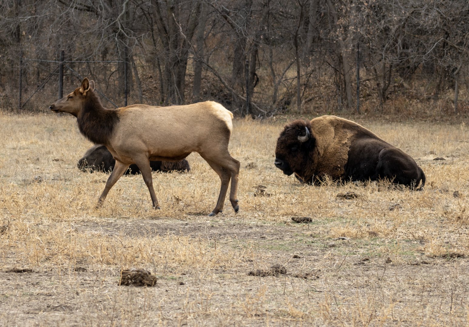 Elk and Bison