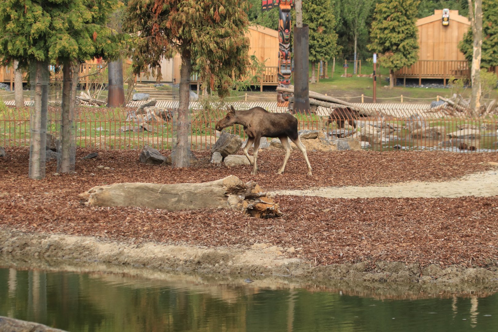 Elk and brown bear in new enclosure (July 2019)