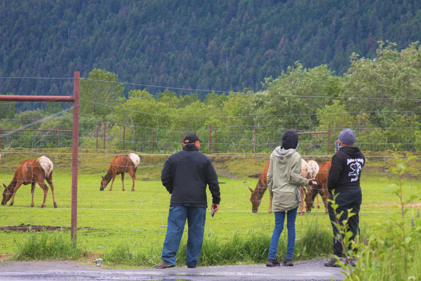 Elk and Guests