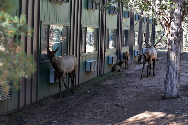 elk at Grand Canyon hotel