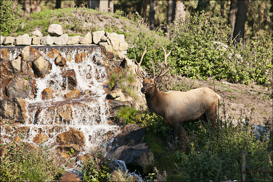 Elk at Serengeti Park