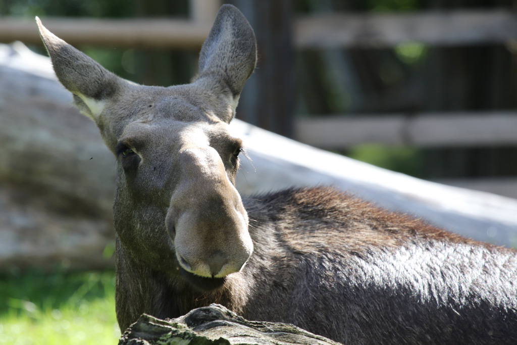 Elk at Skansen 30th August 2016