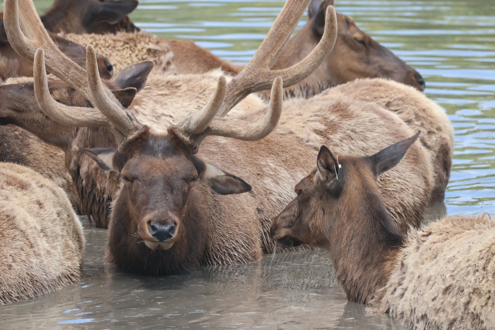Elk Bathing