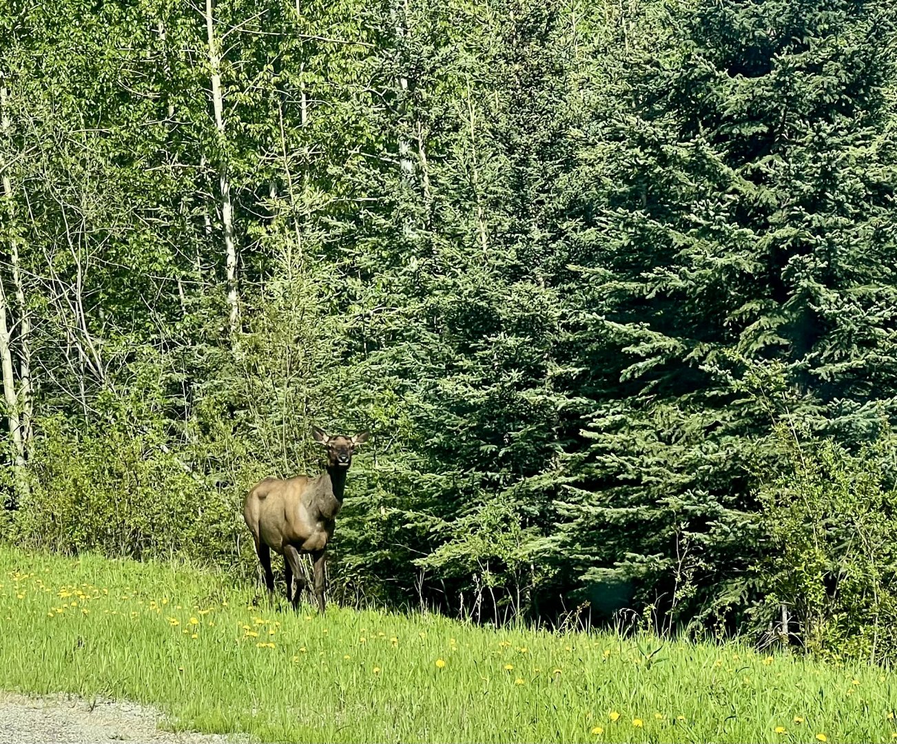 Elk - British Columbia