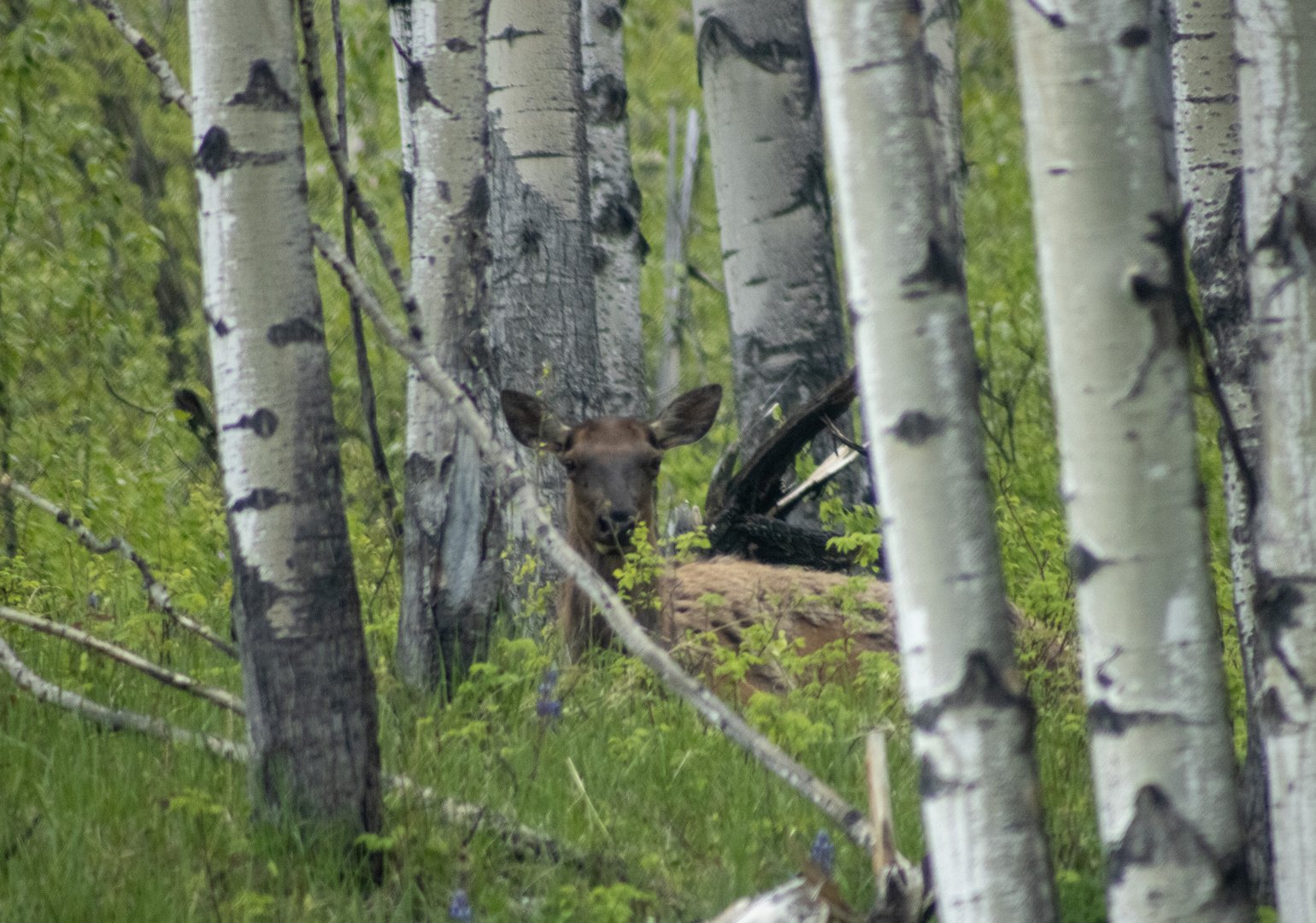 Elk - British Columbia