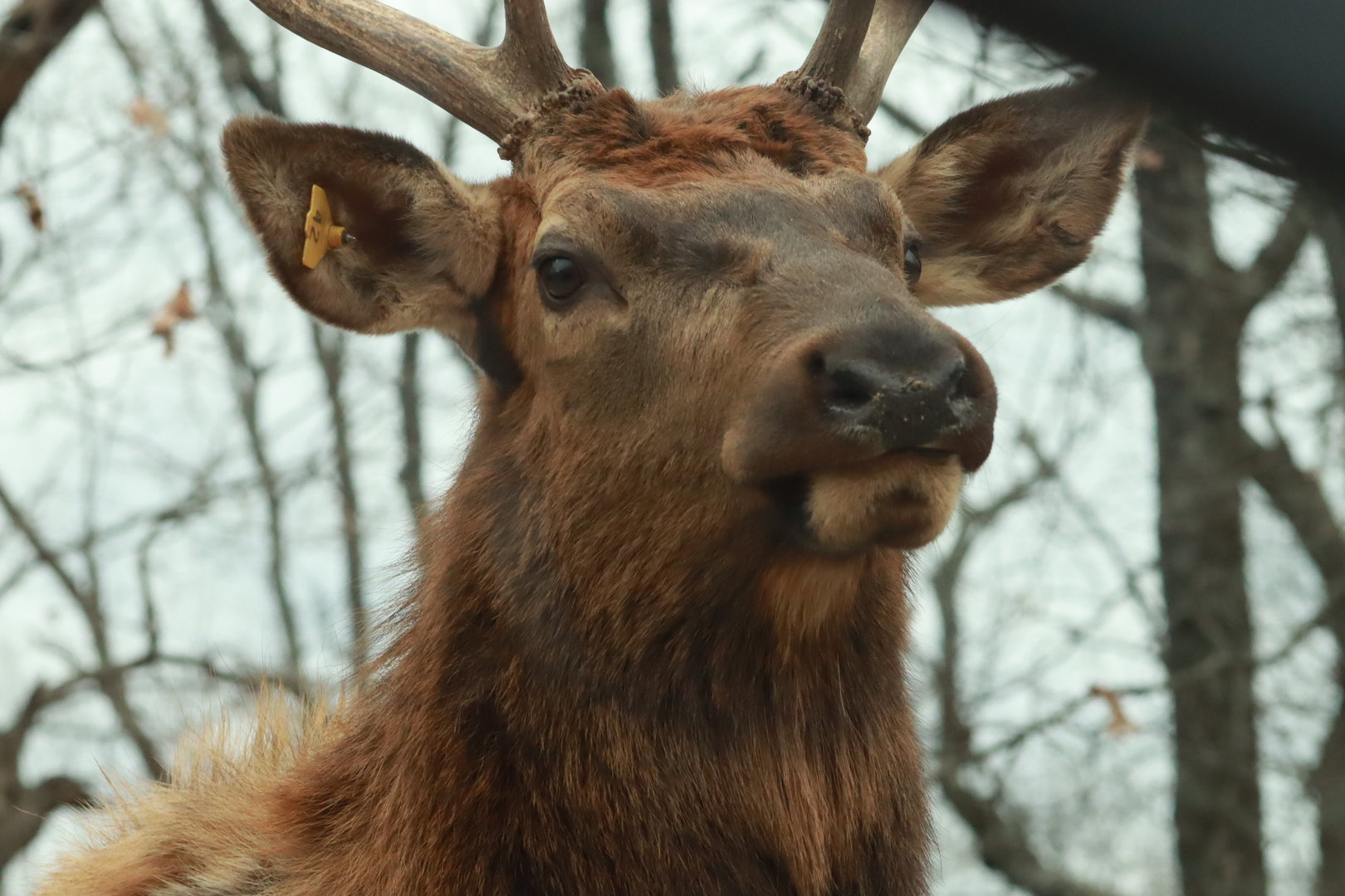 Elk Buck - January 2023