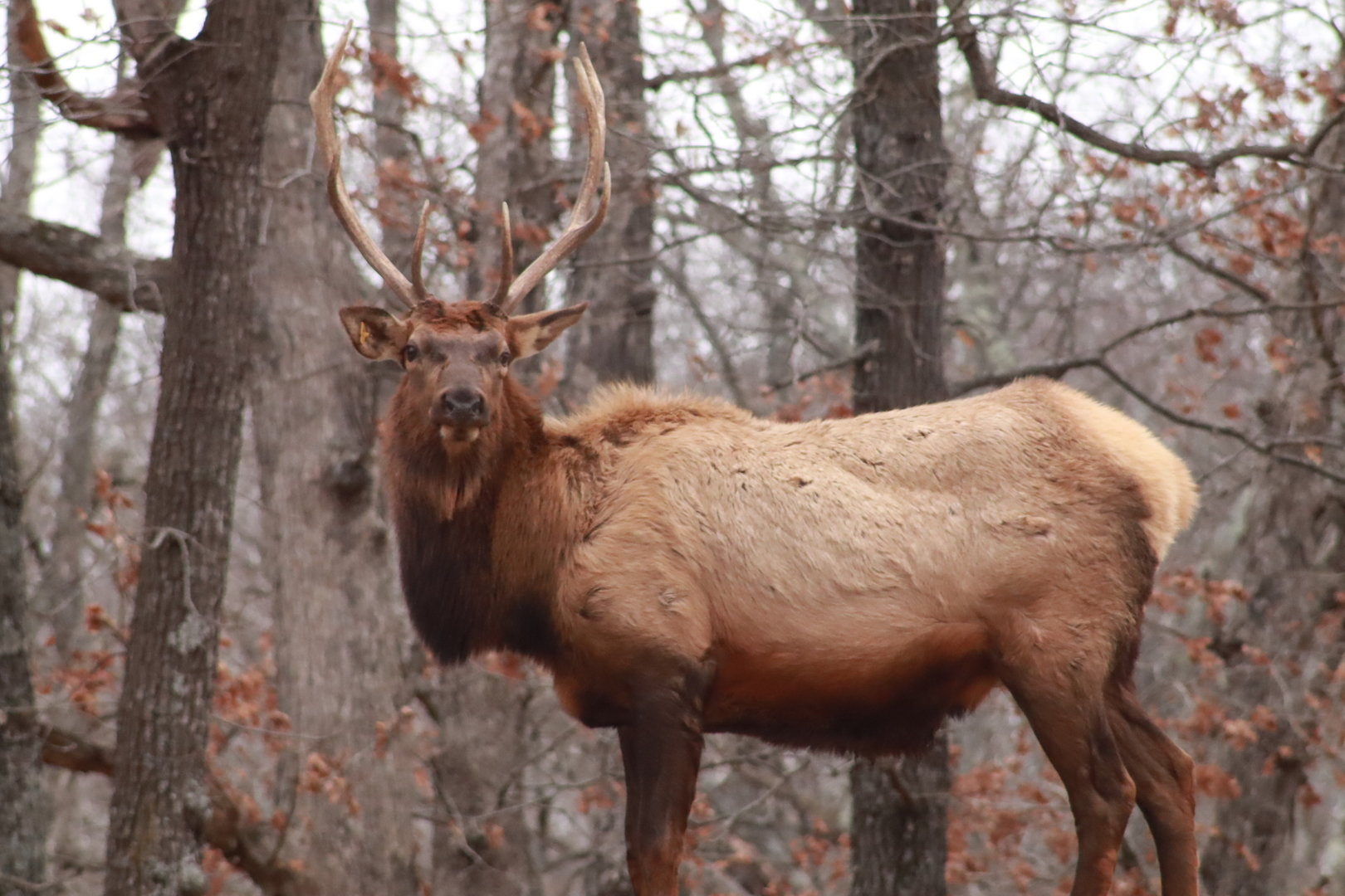 Elk Buck - January 2023