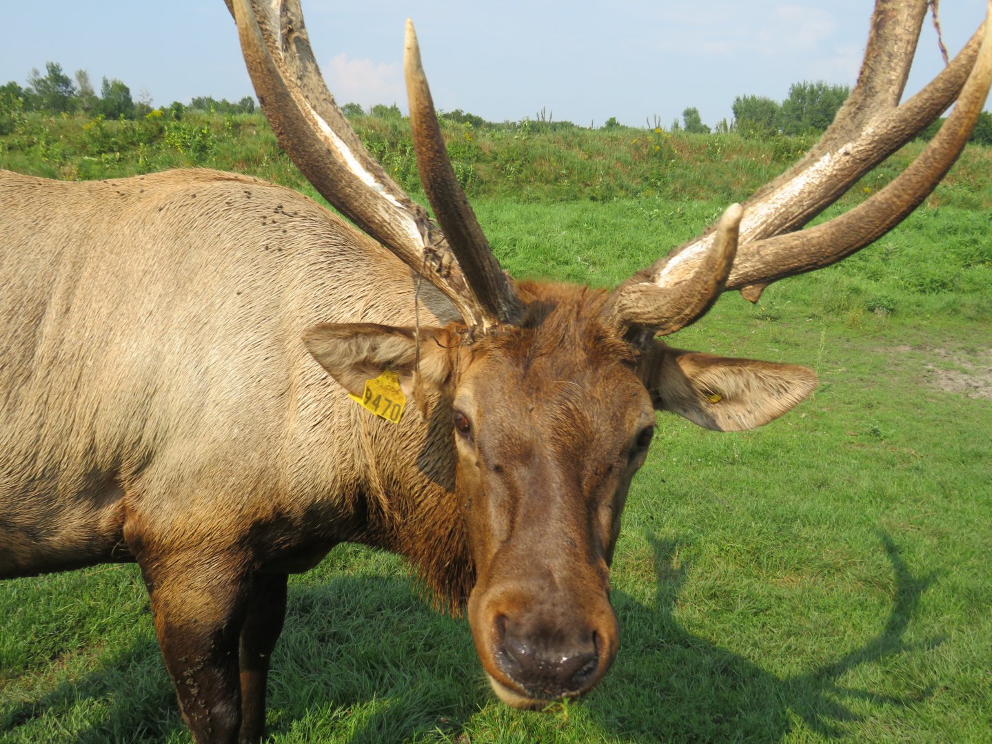 Elk buck
