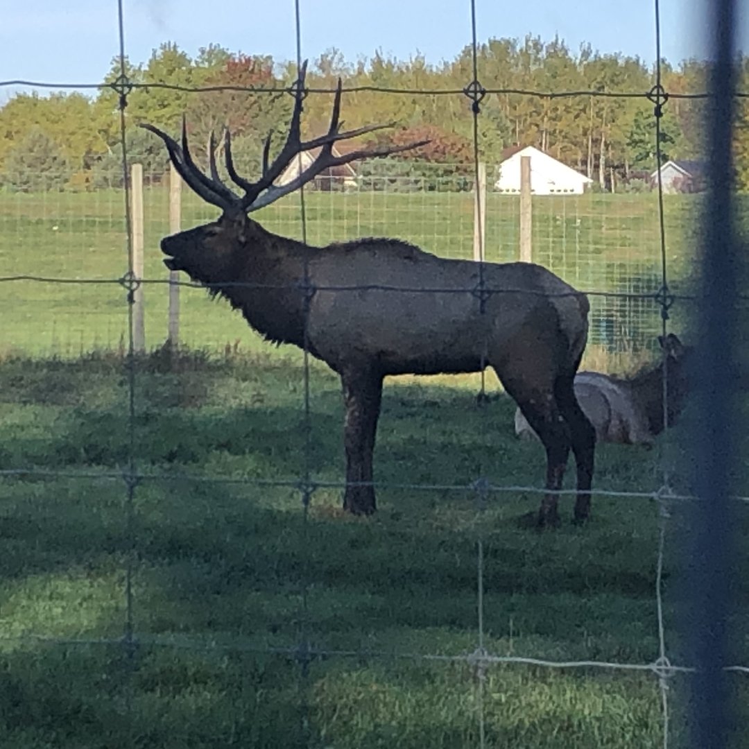 Elk Bugle