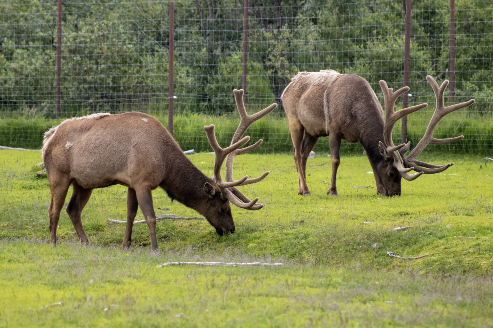 Elk bulls