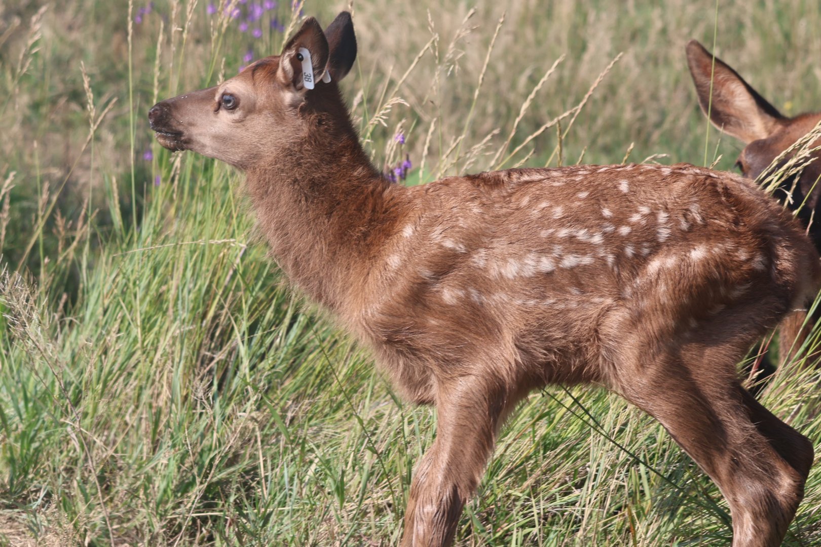 Elk Calf