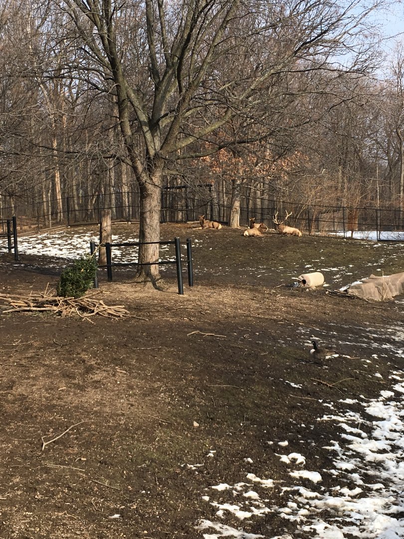 Elk/Canadian geese exhibit