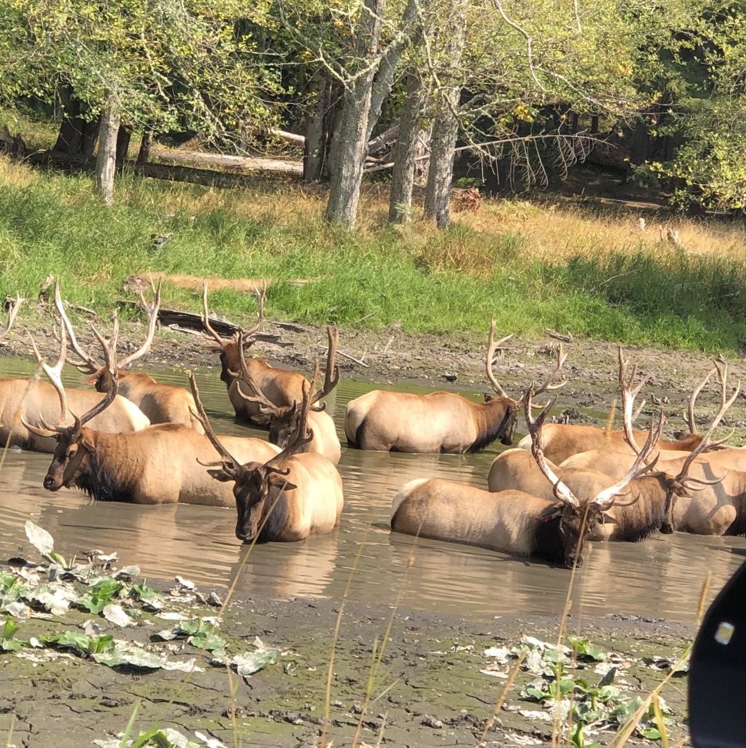 Elk (Cervus canadensis)