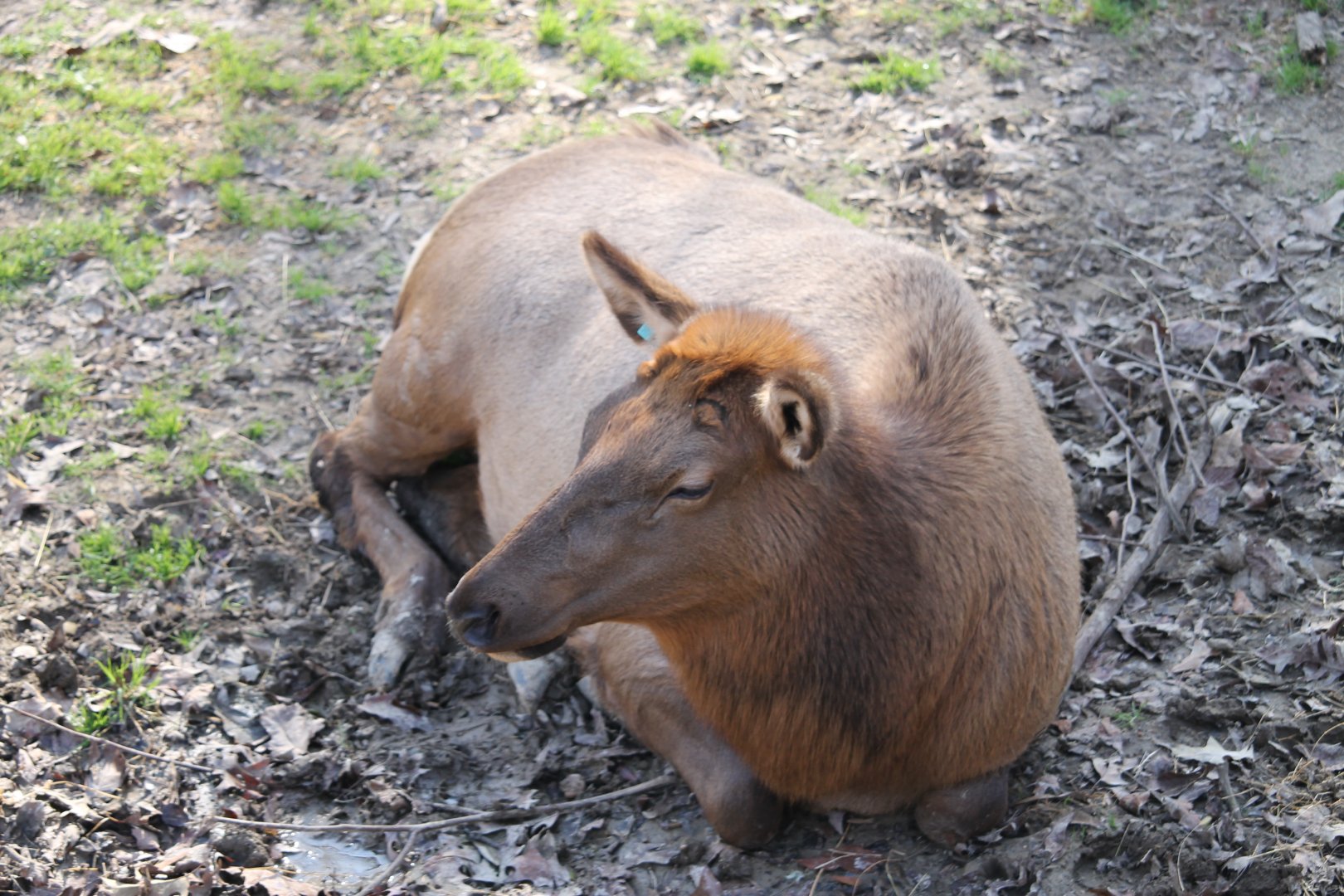 Elk (Cervus elaphus)