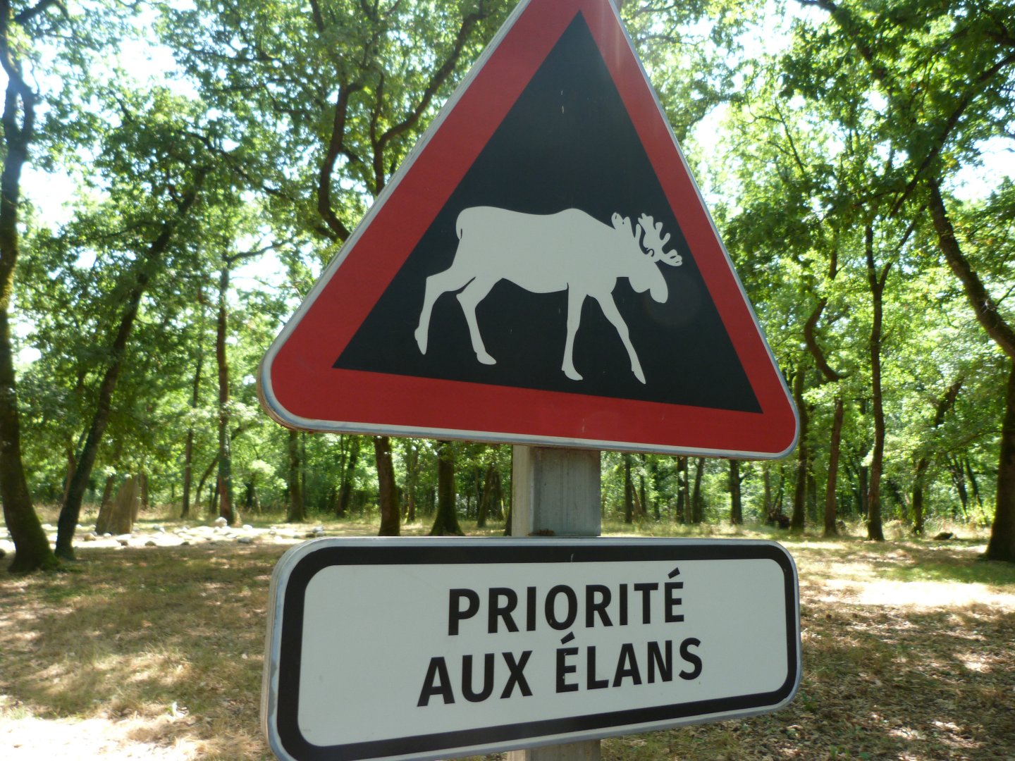 Elk crossing sign -Zoodyssée (2025)