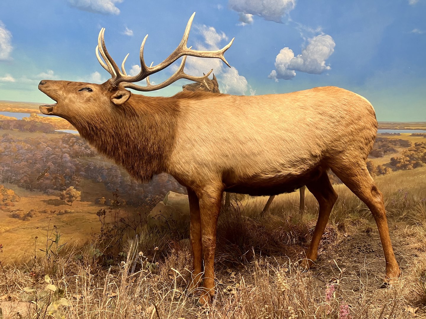 Elk Diorama