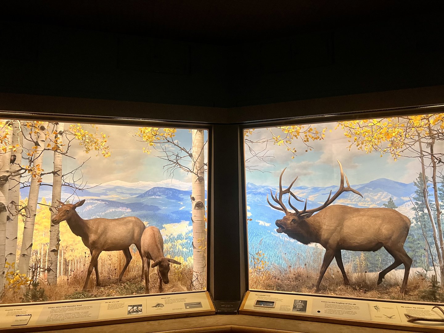 Elk Diorama