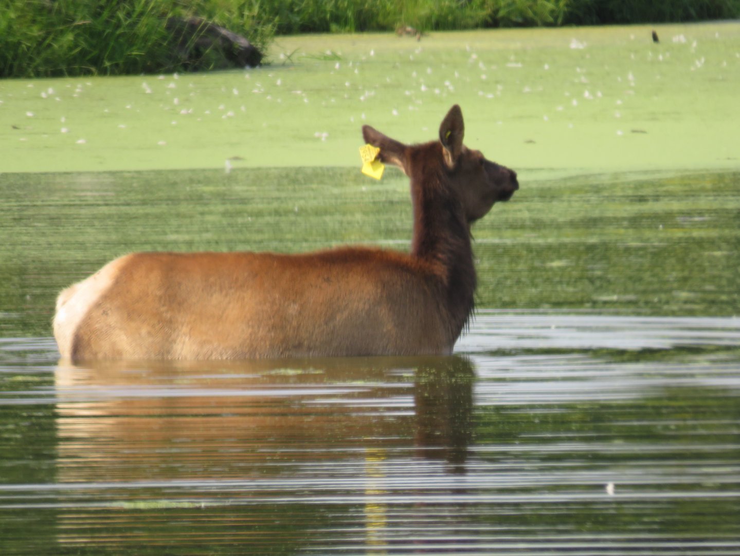 Elk doe in water