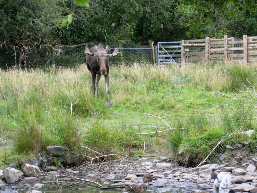 Elk enclosure