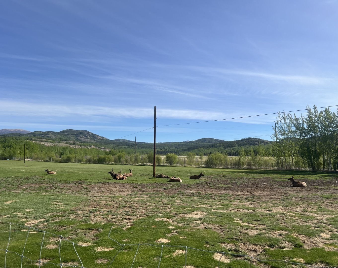 Elk enclosure