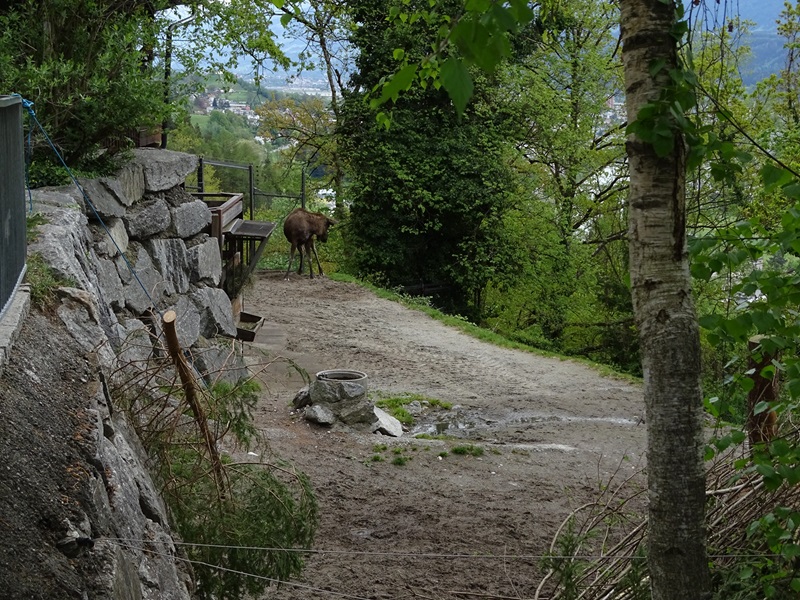 Elk enclosure