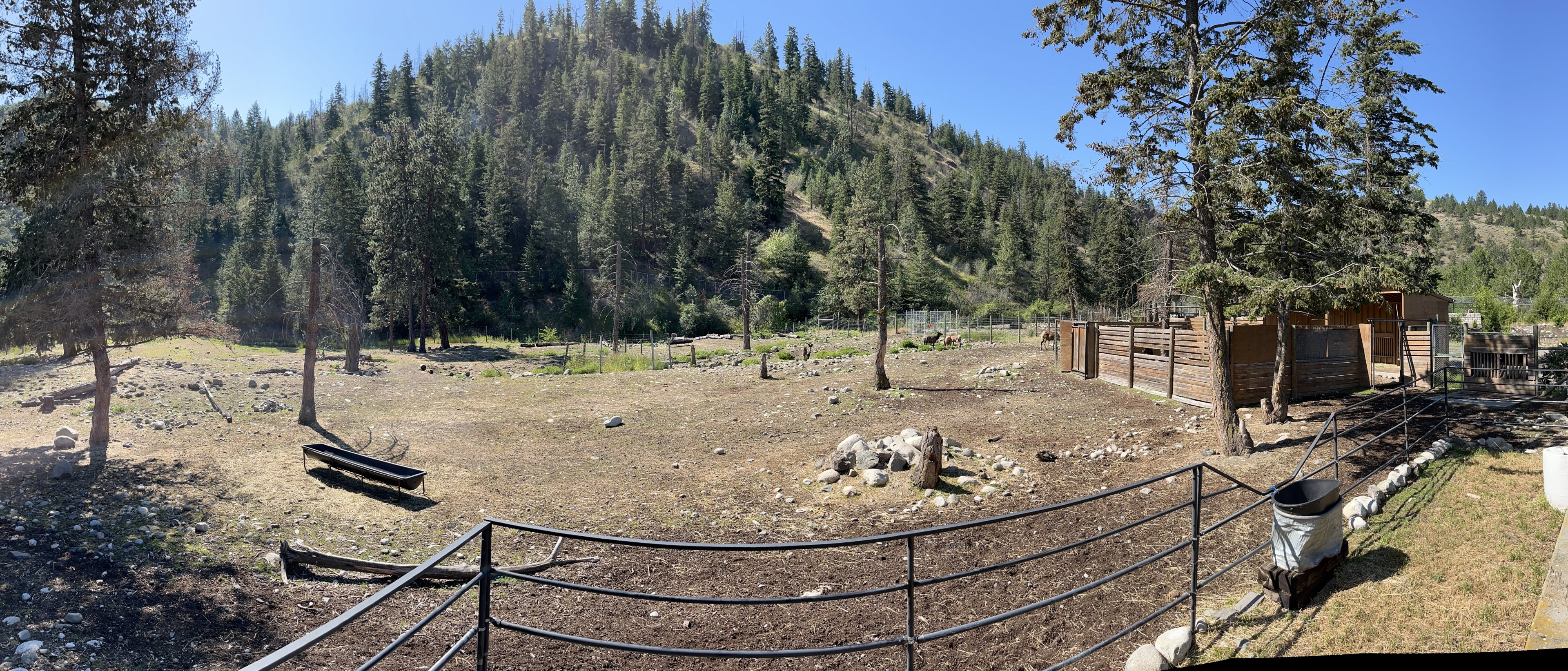 Elk Exhibit (8 females)
