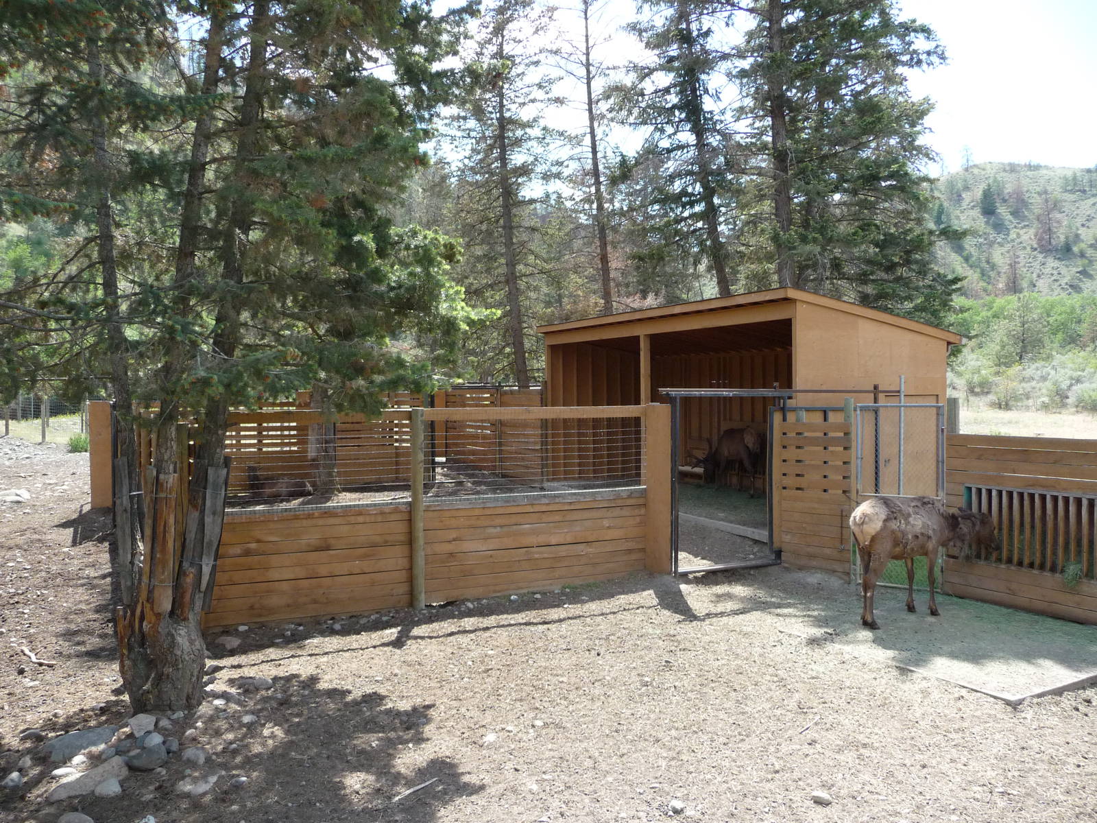 Elk Exhibit - Barn