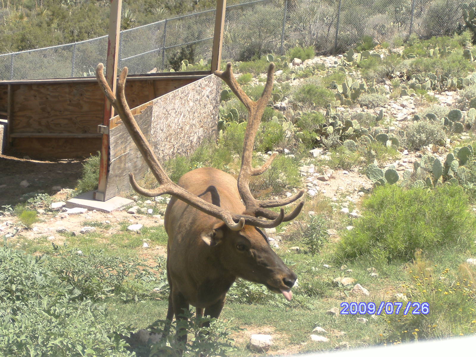 Elk Exhibit - July 2009