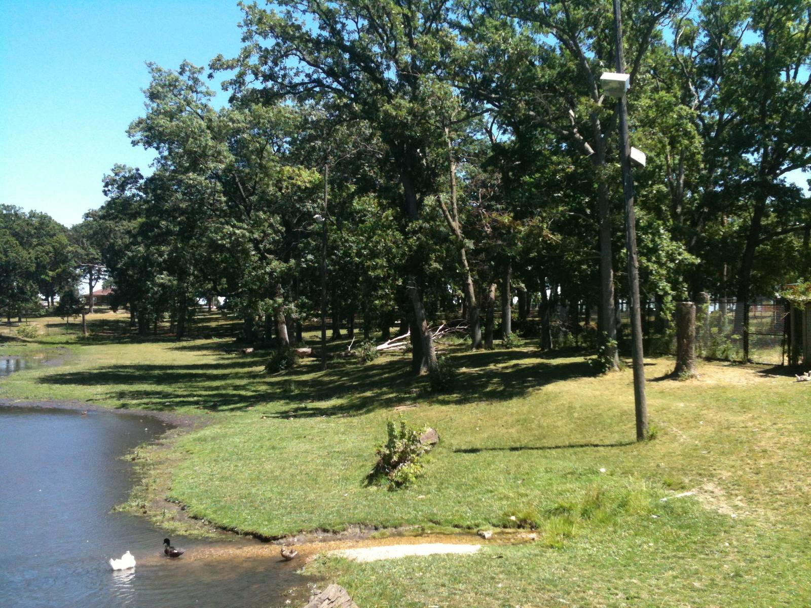 Elk Exhibit- June 2012