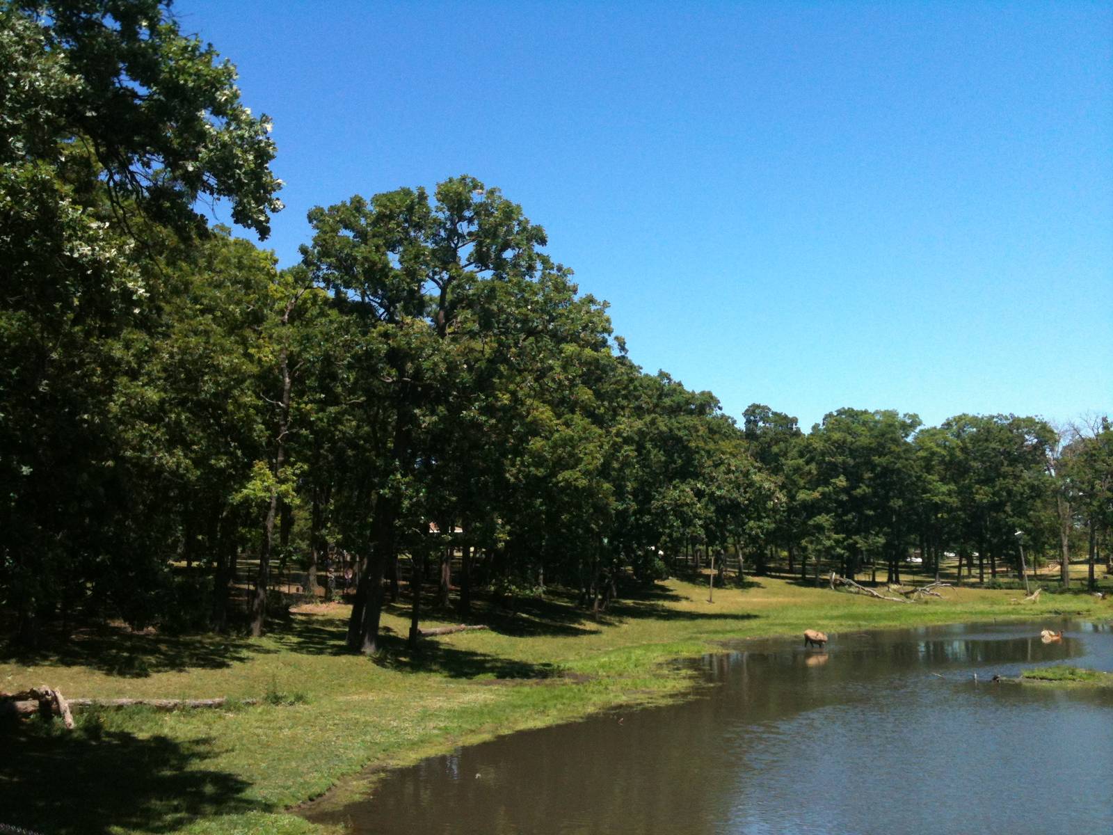 Elk Exhibit- June 2012