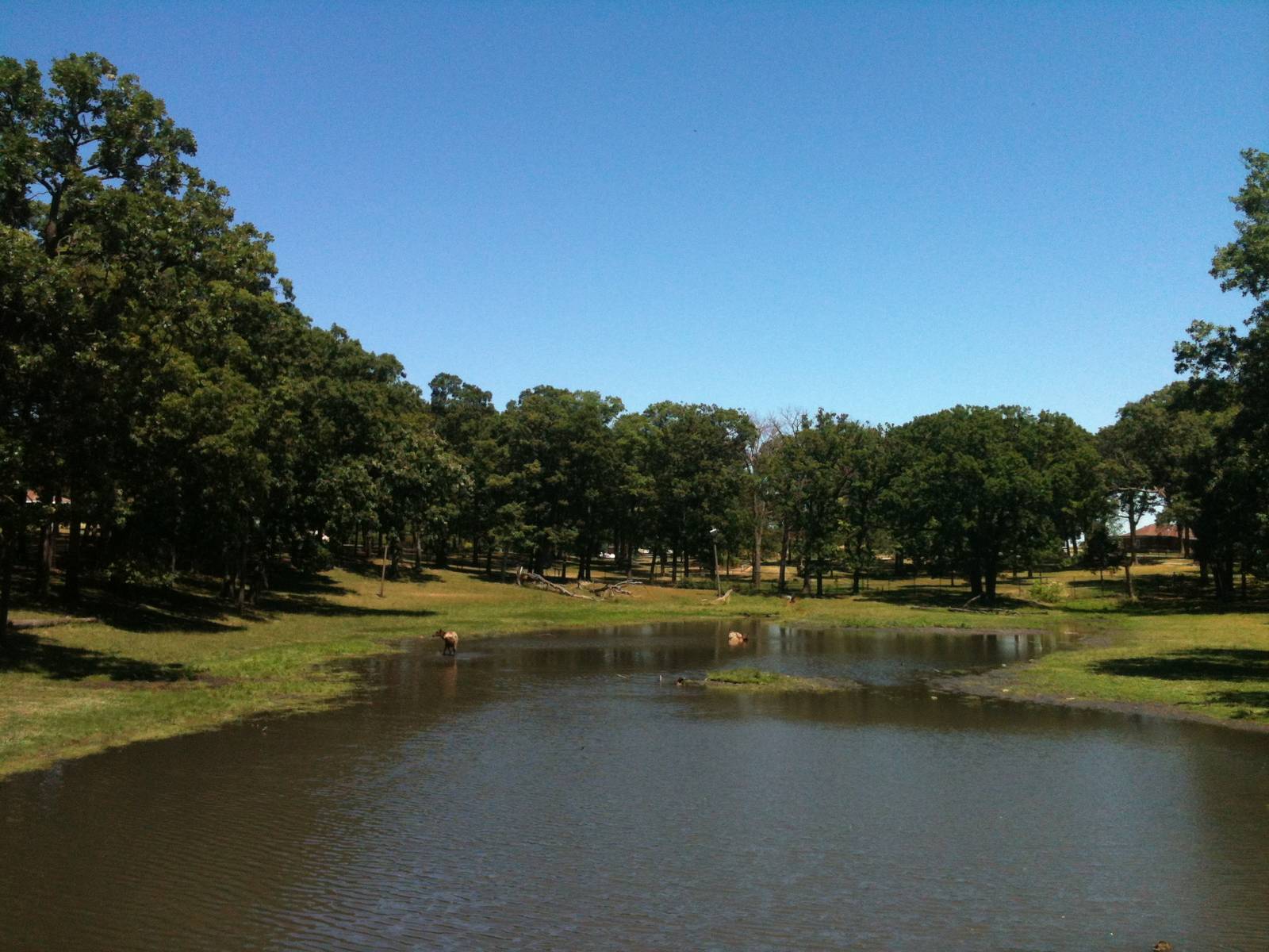 Elk Exhibit- June 2012