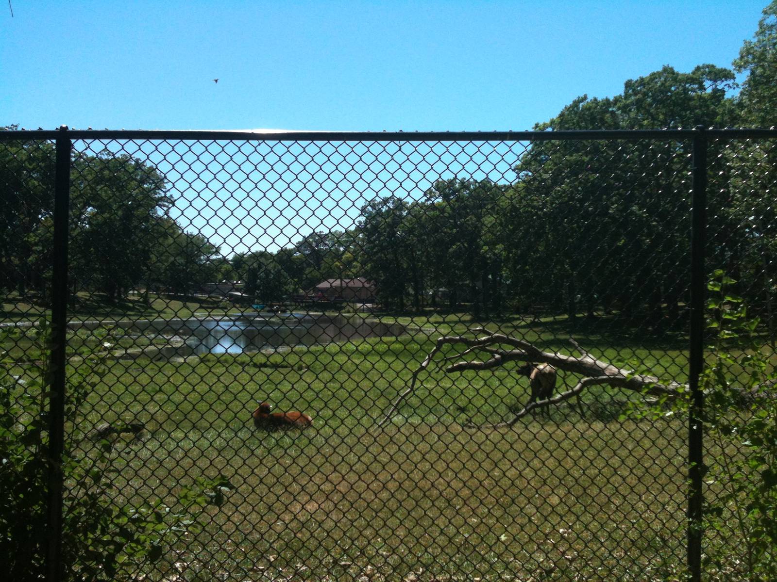 Elk Exhibit- June 2012
