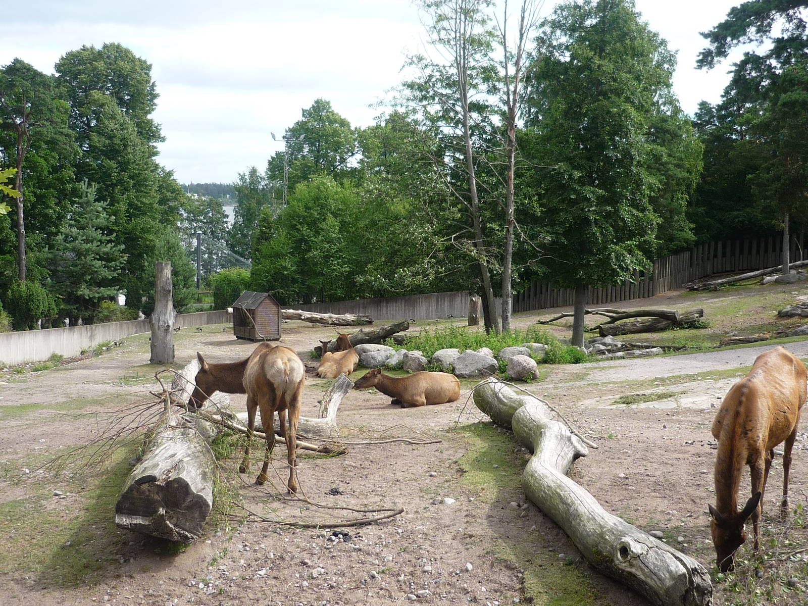 Elk Exhibit