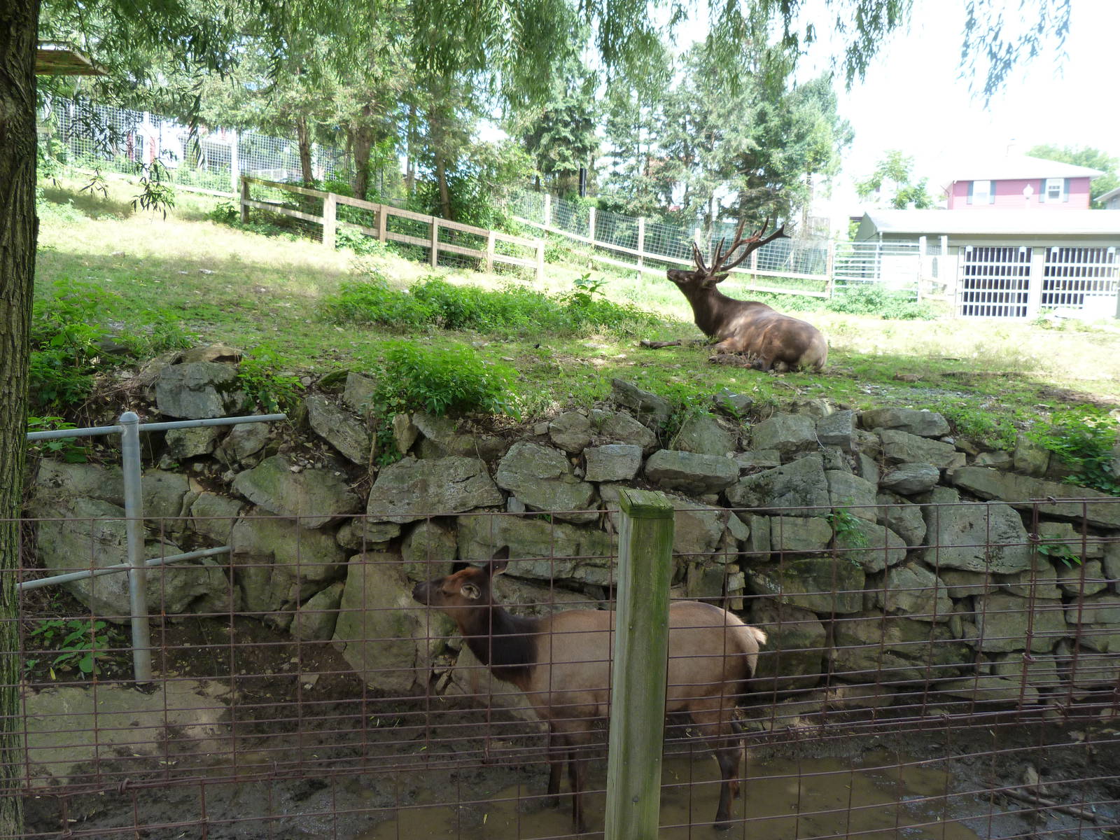 Elk Exhibit