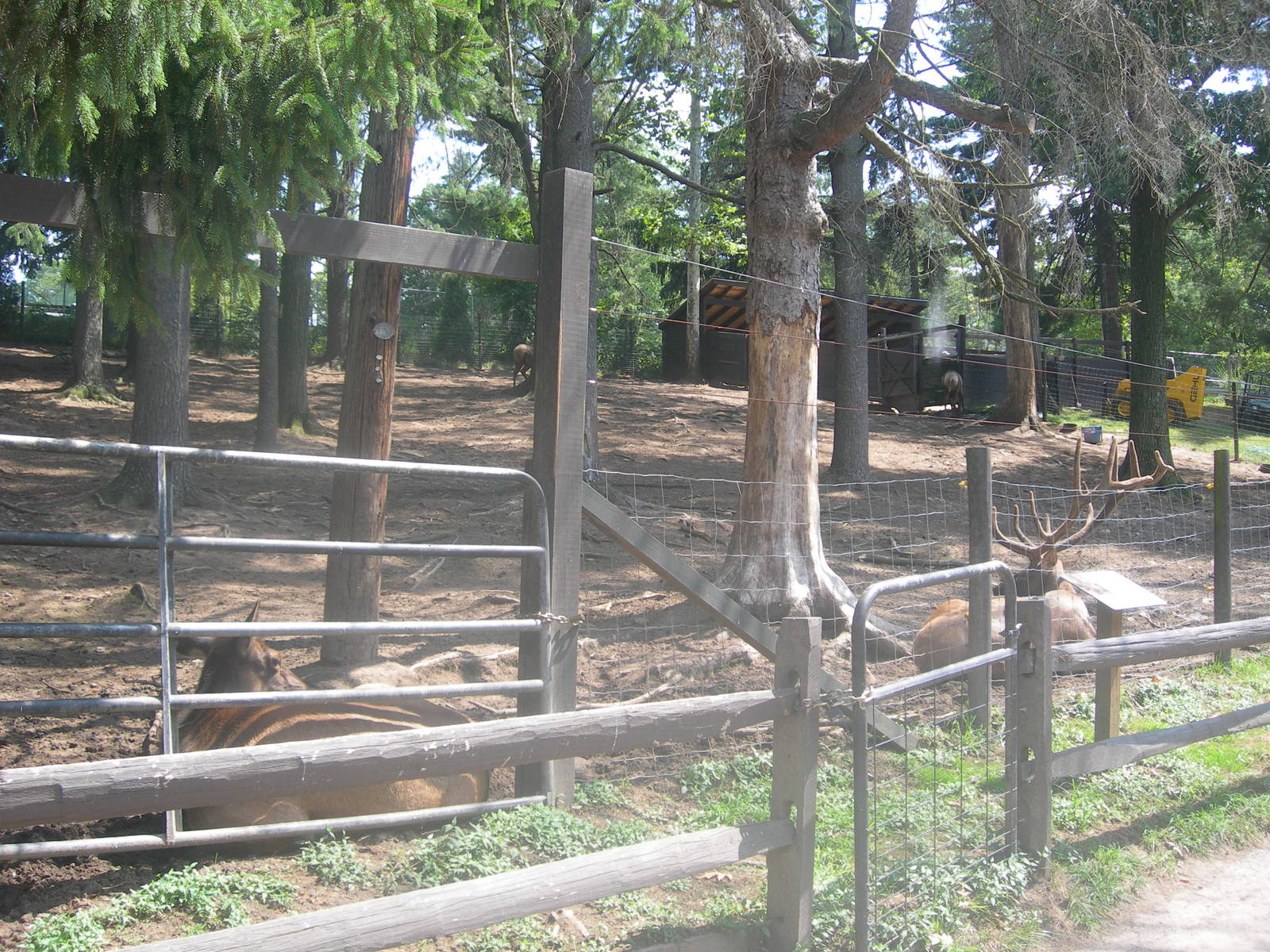 Elk exhibit