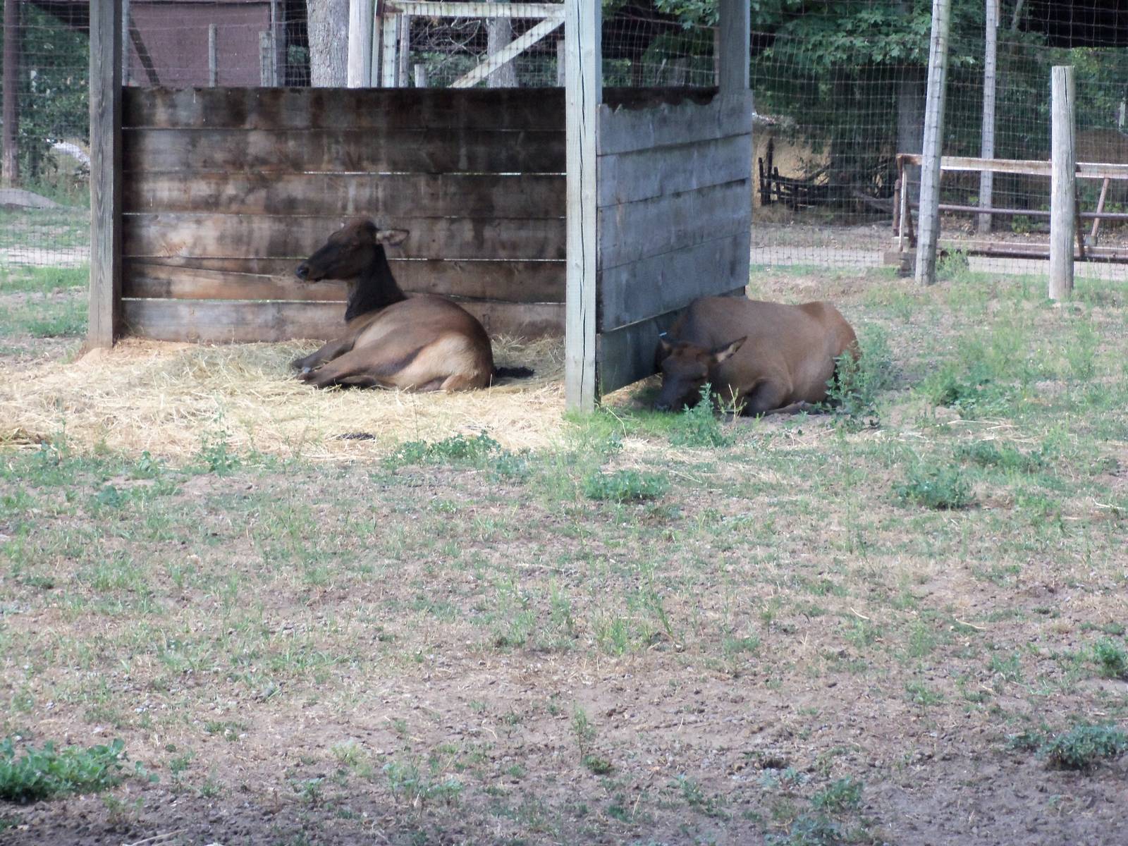 Elk Exhibit