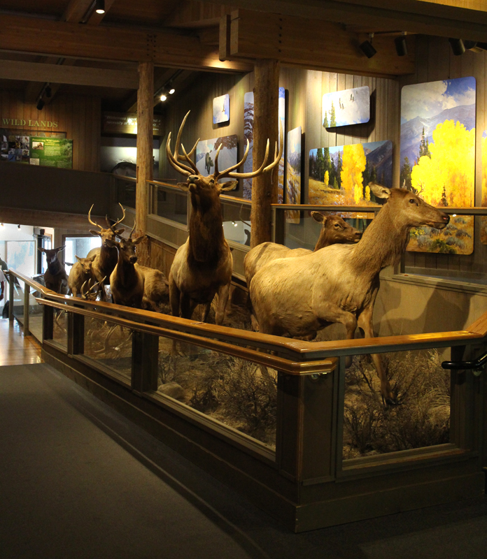 elk herd taxidermy