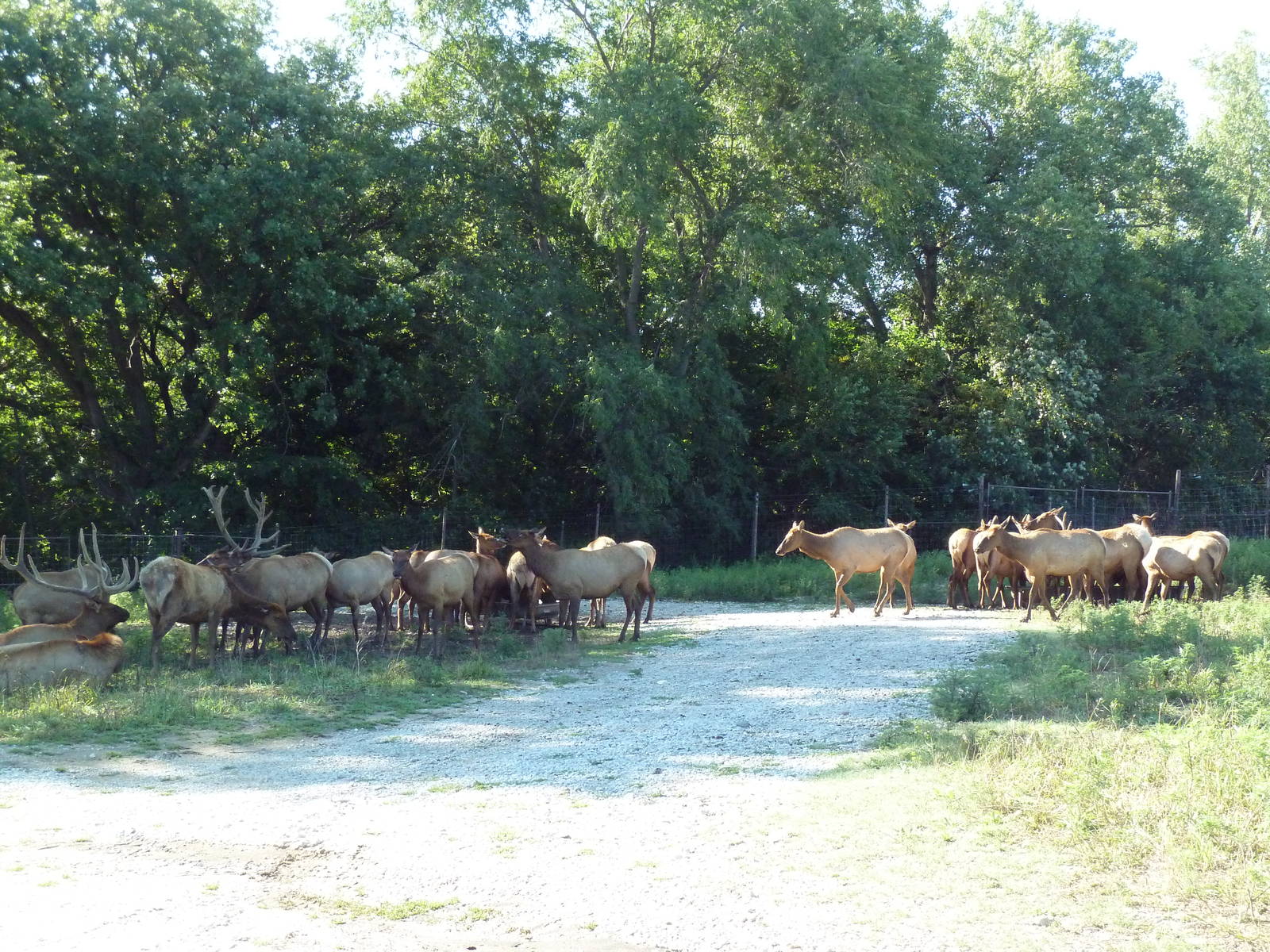 Elk Herd