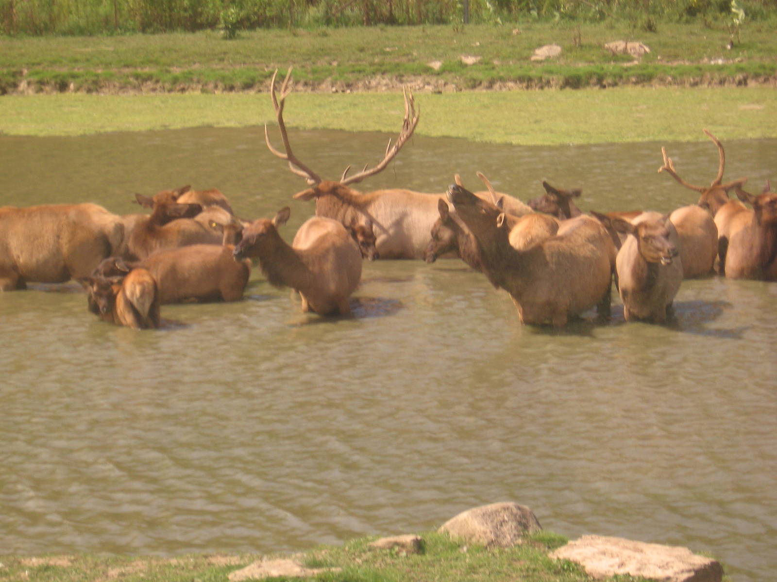 Elk Herd