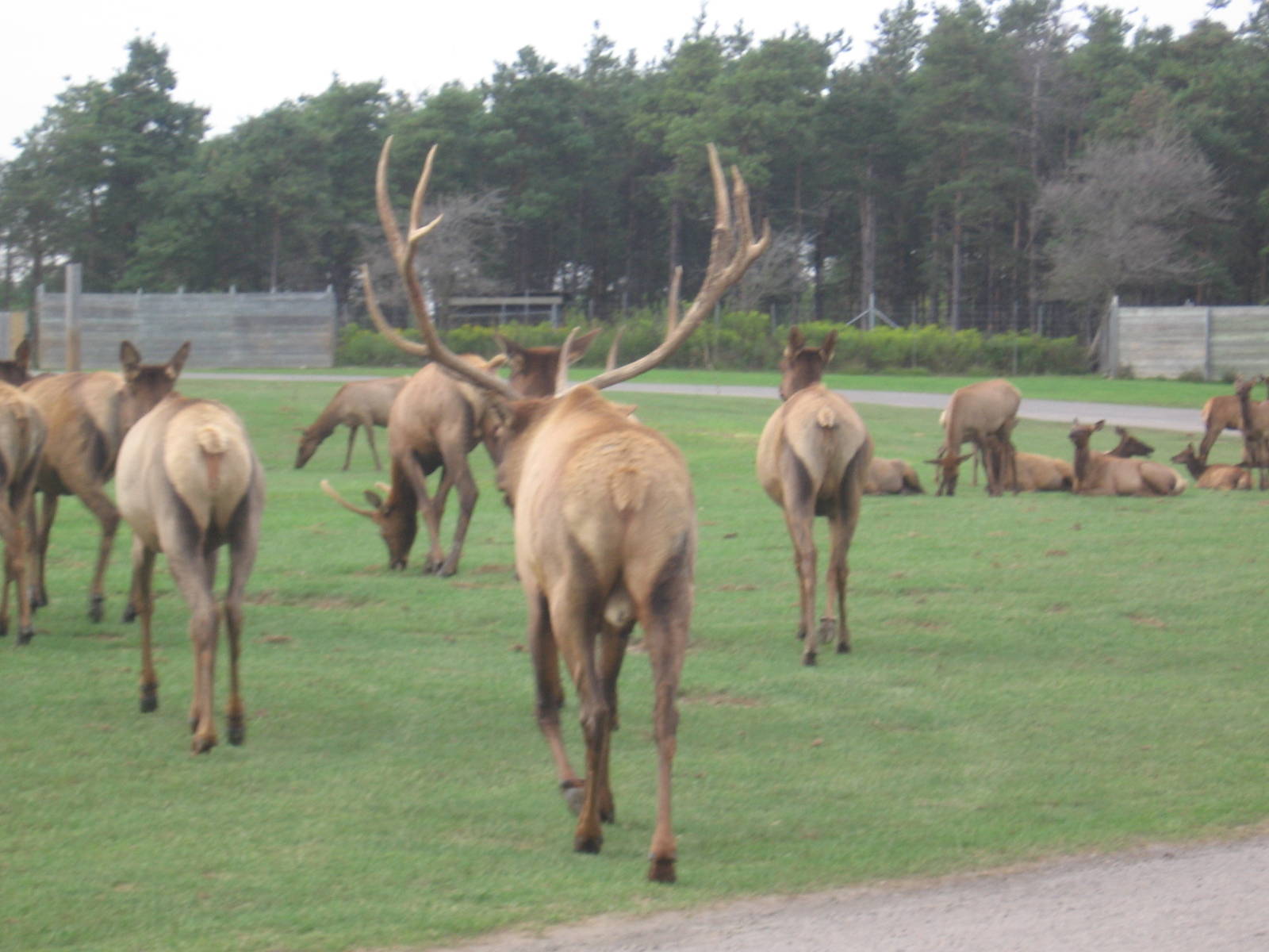 Elk Herd