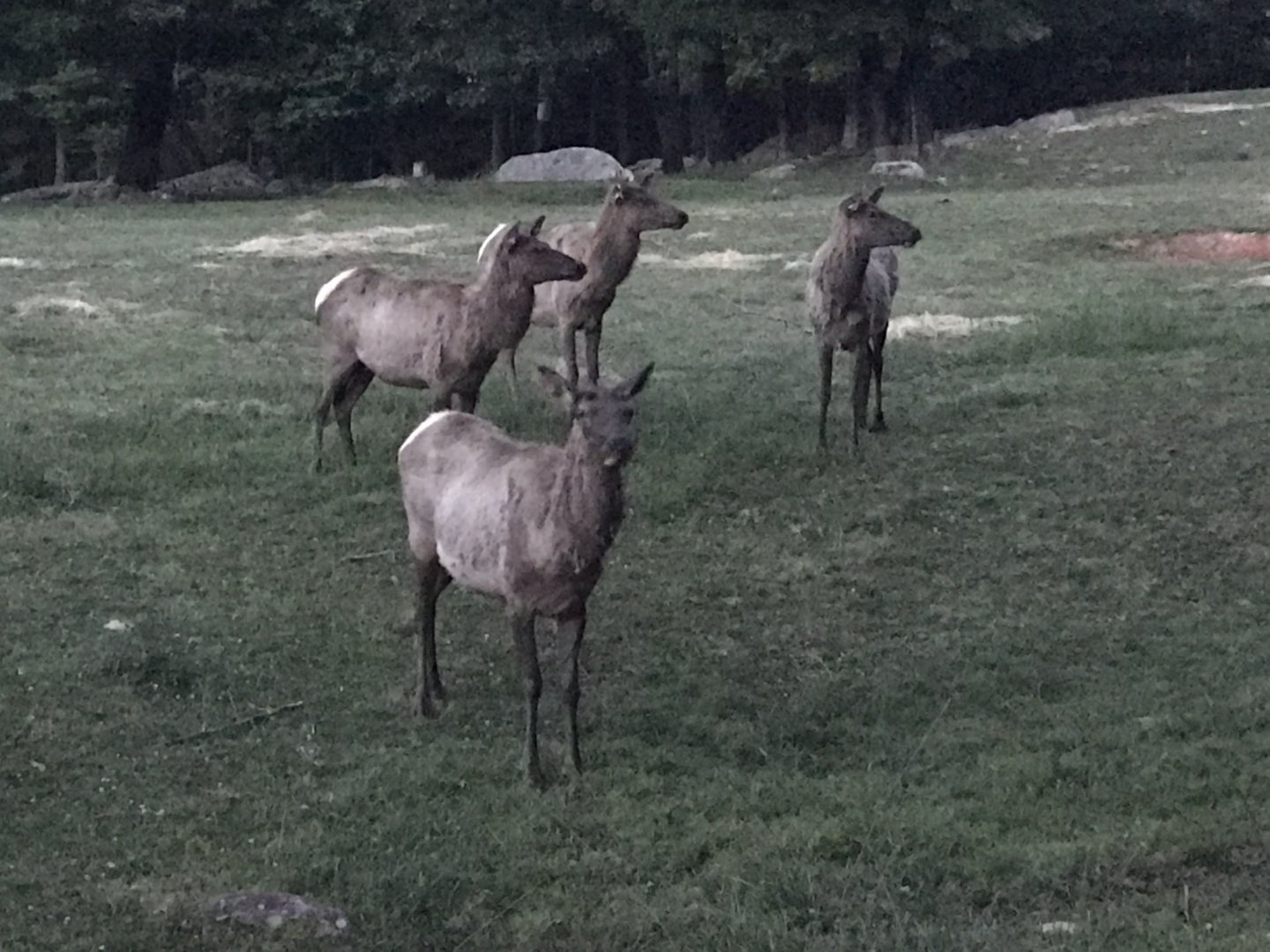 Elk Herd