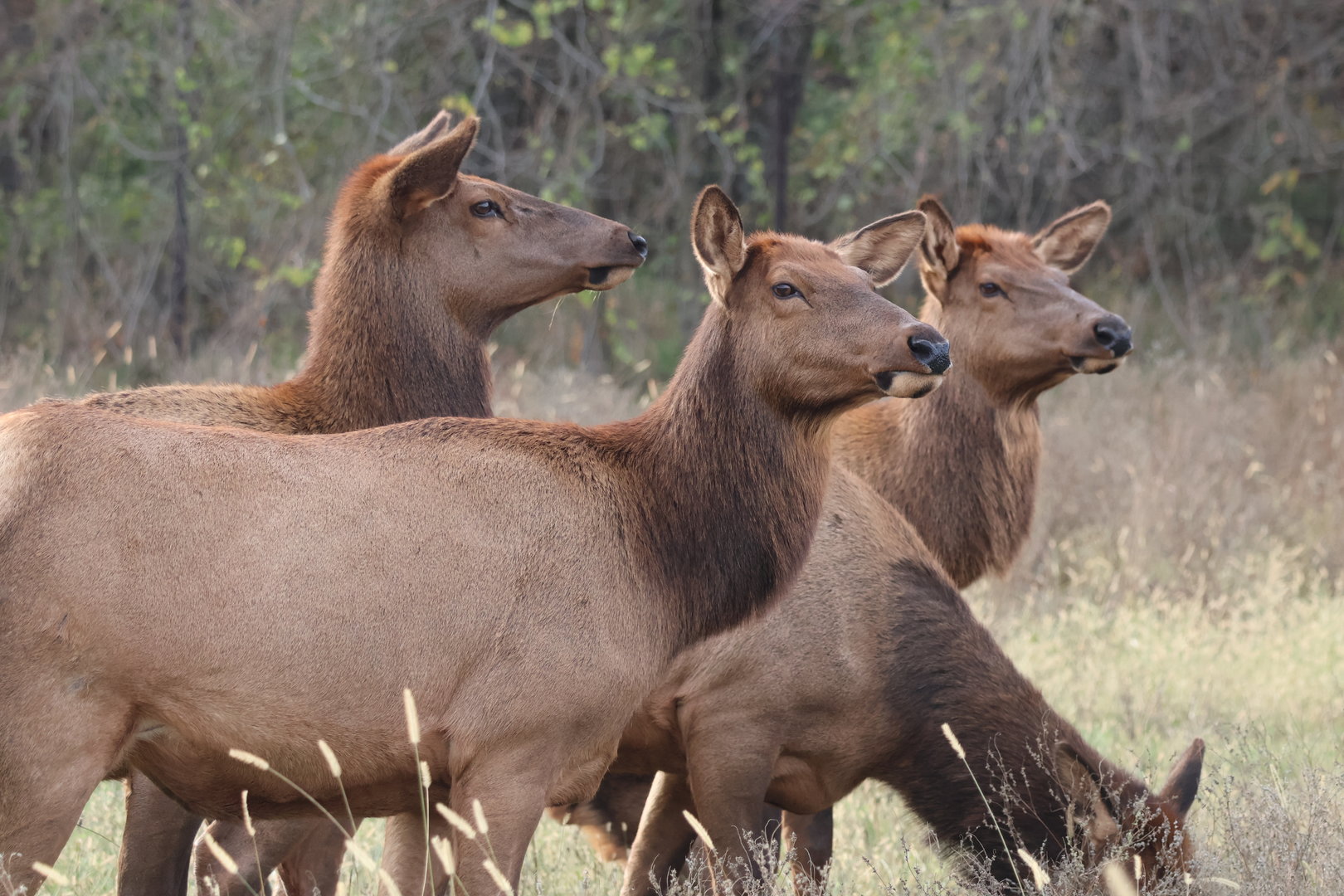 Elk Herd