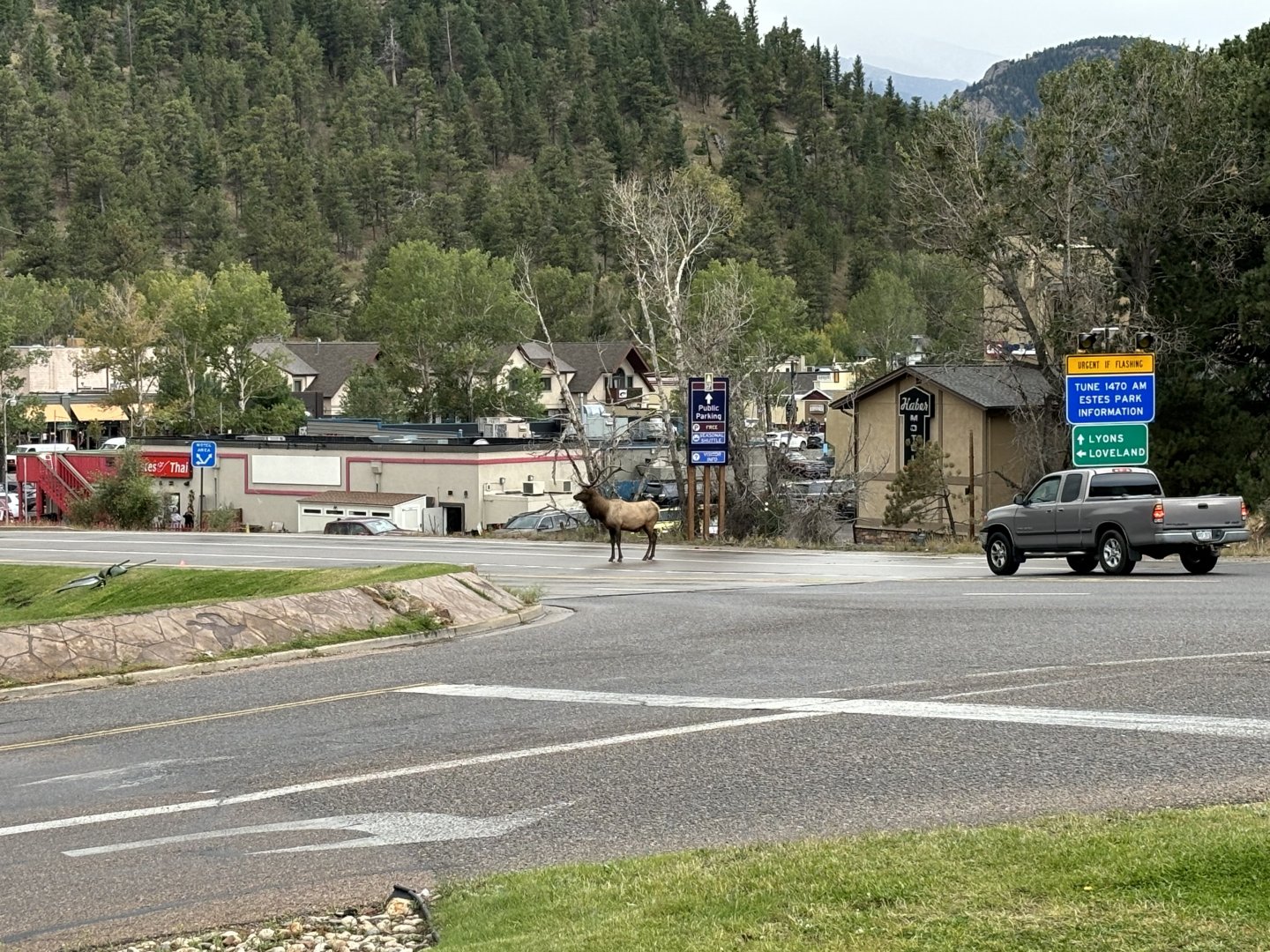 Elk in Estes Park, CO