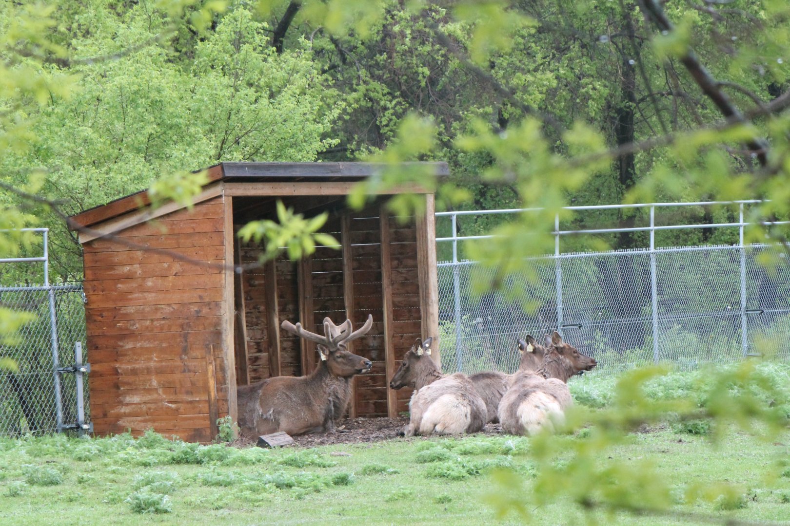 Elk in shelter