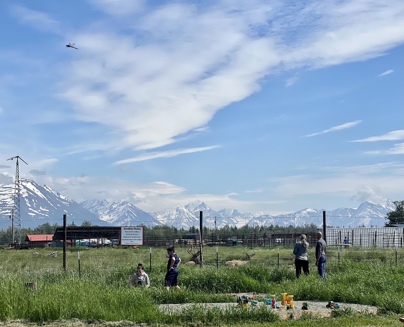 Elk just beyond children’s sandbox