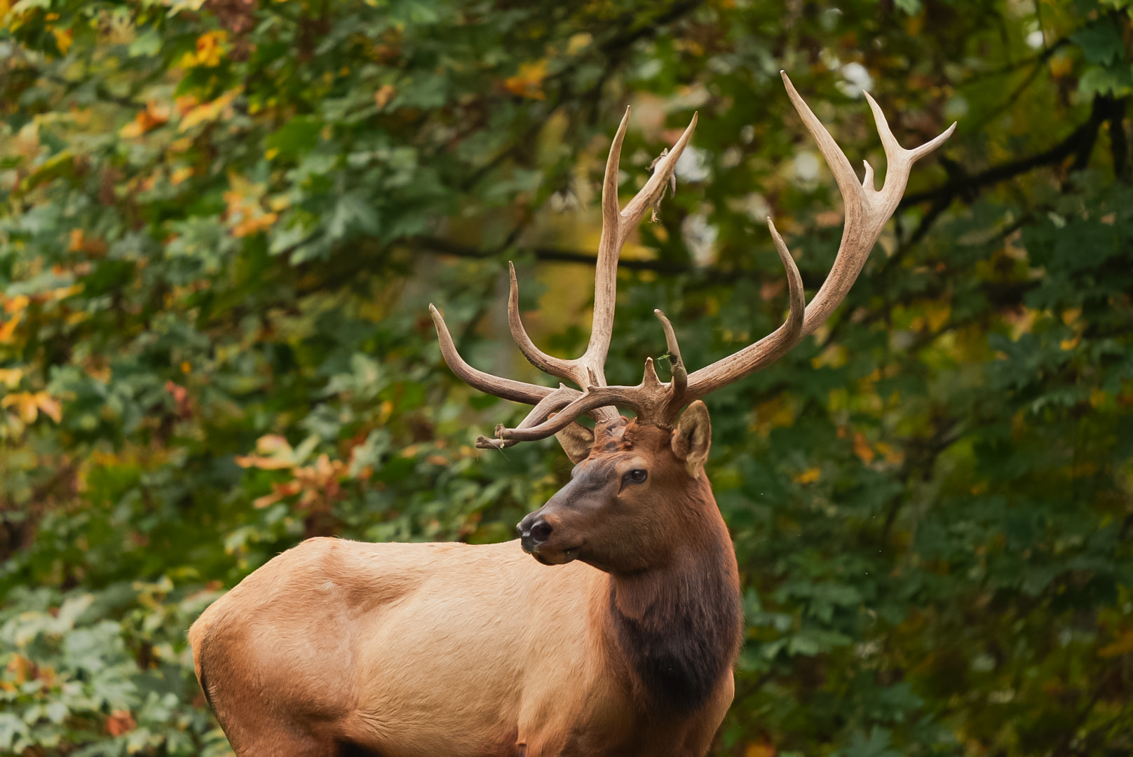 Elk (male)