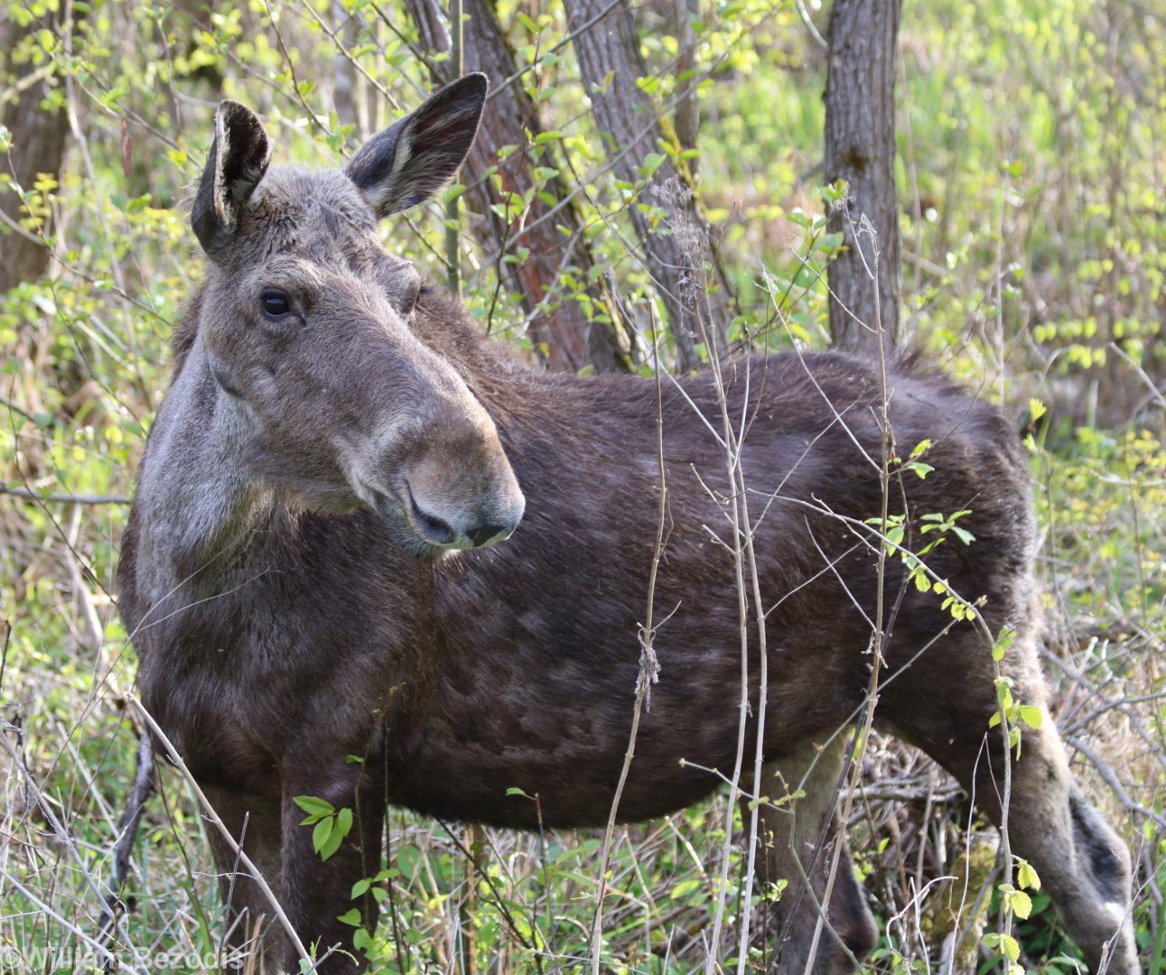 Elk (Moose) - Beibrza National Park