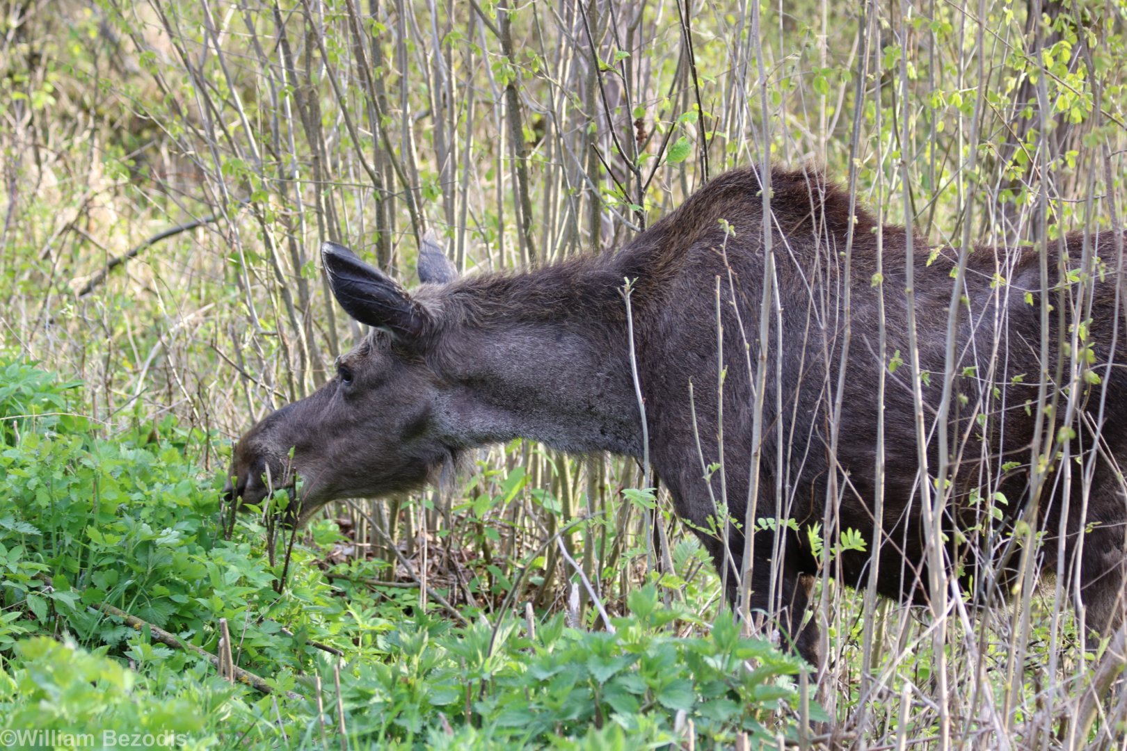 Elk (Moose)  - Beibrza National Park