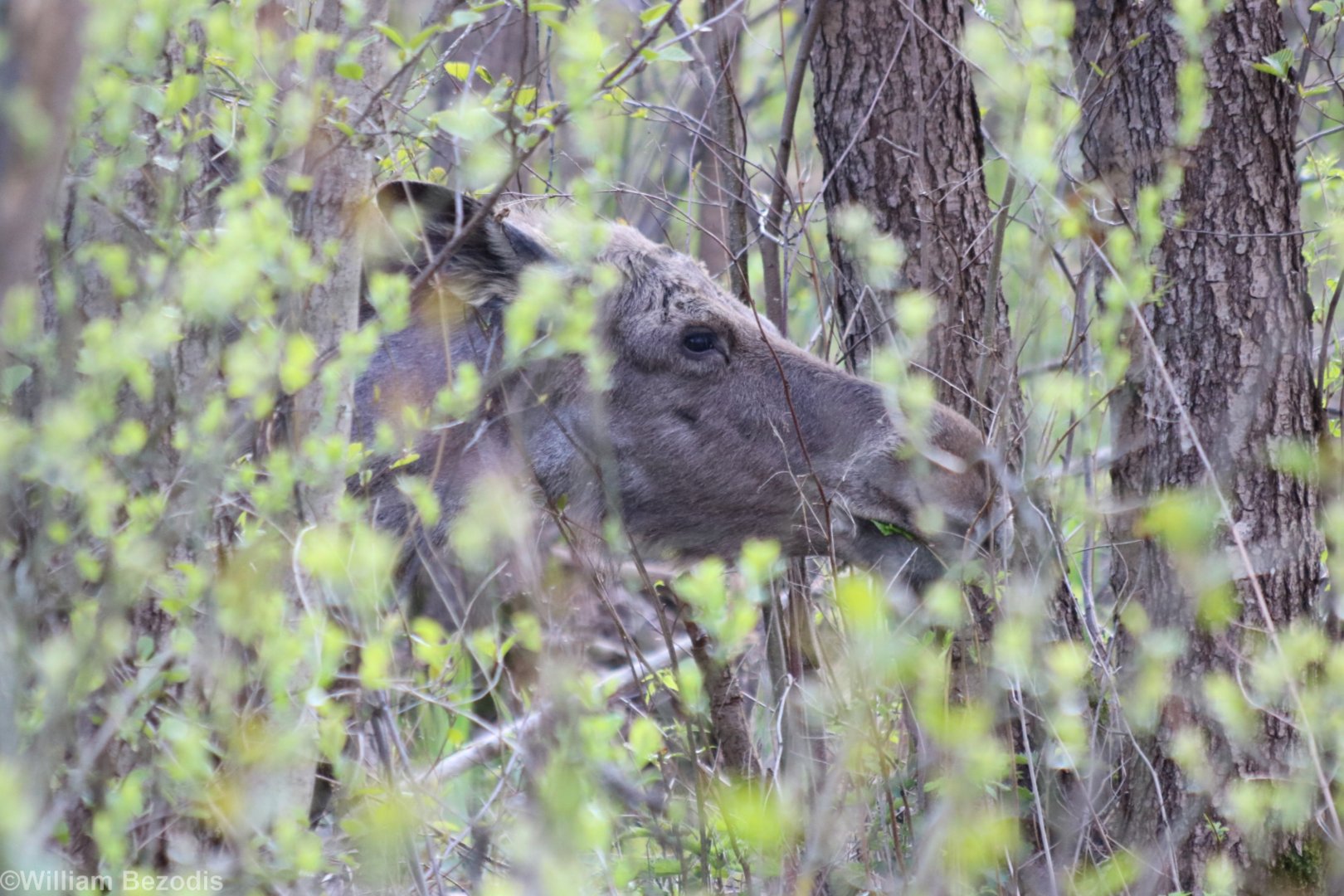 Elk (Moose) - Biebrza National Park